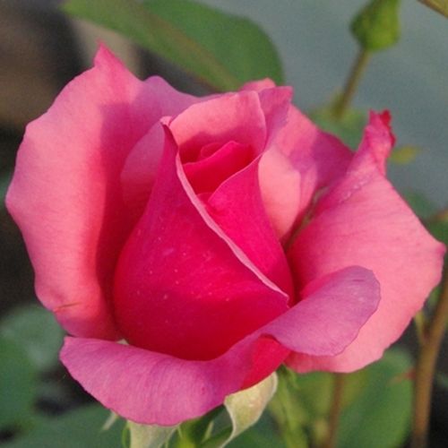 Rosa  Bel Ange® - růžová - Stromkové růže s květmi čajohybridů - stromková růže s rovnými stonky v koruně